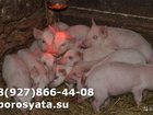 Свежее фотографию  Поросята на продажу 34285805 в Таганроге