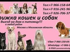                  37078567  