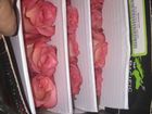 Скачать бесплатно фото  Предлагаем Голландскую розу Proud Оптом напямую от с плантации от 1 Коробки, 41048032 в Краснодаре