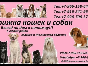 Уникальное изображение  Стрижка кошек и собак Выезд на дом в любой район Москвы и Московской области 37078567 в Кургане
