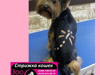 Скачать изображение  Стрижка кошек и собак Выезд на дом в любой район Москвы и Московской области 37078567 в Кургане