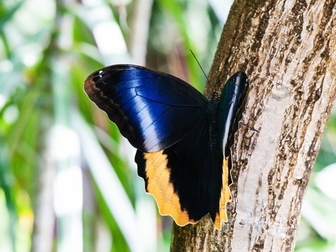 Просмотреть фотографию  Живые тропические бабочки- Лучшие подарки на любые праздники! 38638326 в Махачкале