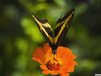 Просмотреть фото  Живые тропические бабочки- Лучшие подарки на любые праздники! 38638326 в Махачкале