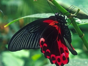 Смотреть фотографию  Живые тропические бабочки- Лучшие подарки на любые праздники! 38638350 в Махачкале