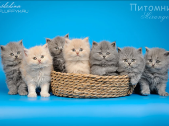 Скачать foto  Котята британской длинношерстной кошки 42289865 в Москве