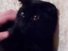 Свежее foto  Шатландская вислоухая кошечка ищет прямоухого котика 40926731 в Курске