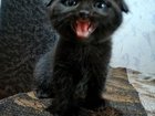 Шотландский вислоухий чёрный котик