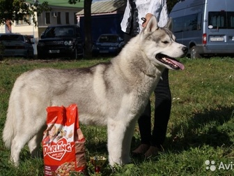 Уникальное фотографию Вязка собак Вязка собак Сибирская хаска 47824501 в Курске