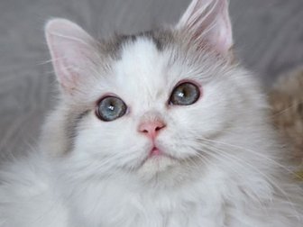Питомник предлагает в качестве домашнего любимца котенка породы Хайленд Страйт(Шотландский прямоухий полудлинношерстный) в качестве домашнего любимца,  На фото котик, в Курске
