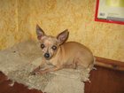 Смотреть фото Находки Найдена собака 29 октября 2015 года в г, Липецке, в частном секторе за Ж/Д Вокзалом, 33823353 в Липецке