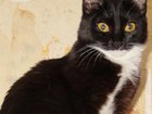 Уникальное фото Потерянные Пропала кошка, ул, Коммунистическая 32992567 в Люберцы