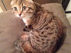 Скачать бесплатно фото Вязка Шотландская вислоухая кошечка ищет кота для вязки 33318790 в Люберцы