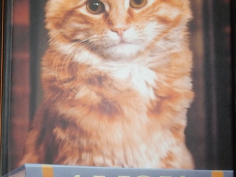 Новое изображение Разное Дьюи, Кот из библиотеки, который потряс весь мир 38779804 в Махачкале