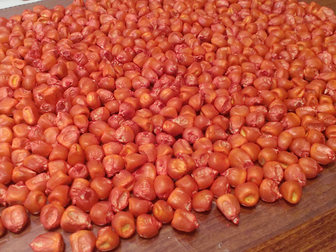 Увидеть foto  Семена кукурузы Краснодарский 291 элита 37851897 в Майкопе