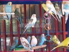 Смотреть фотографию Разное Сдам постоянно оптом экзотических птиц 33085545 в Москве