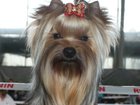 Смотреть фото Вязка собак Вязка с молодым Чемпионом 34020421 в Москве