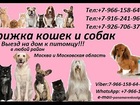 Свежее фото Аксессуары Стрижка кошек и собак Выезд на дом в любой район Москвы и Московской области 37046907 в Москве