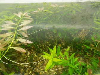 Просмотреть изображение Растения Продаю аквариумные растения 35337419 в Москве