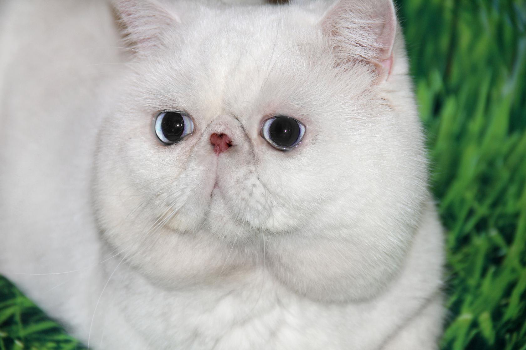 Кот экзот белый с голубыми глазами
