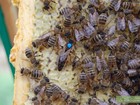 Увидеть foto  Реализуем пчеломатки Карпатской породы 2016г 35336962 в Москве