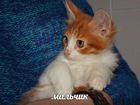  foto        37258640  
