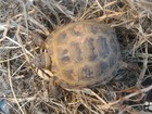 Скачать бесплатно изображение Другие животные Продам сухопутную черепаху 37683337 в Москве