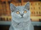 Свежее изображение Вязка кошек британские кошечки с правом разведения 65893287 в Москве
