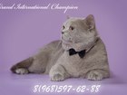 Уникальное фото Вязка кошек вязка с британским котом Гранд интер, чемпионом 68326793 в Москве