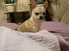Уникальное фото Вязка собак Мальчик Крис ищет подружку породы Чихуахуа, 68915365 в Москве