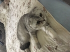Просмотреть фото  Шотландский котик на вязку 68982522 в Люберцы