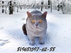 Скачать изображение Вязка кошек Вязка кошек с Британцем (Grand Inter, Champion) 70849013 в Москве