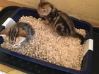 Просмотреть фотографию  Древесный наполнитель для кошачьего туалета 72757476 в Москве