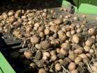 Увидеть изображение  Продам сельхозпредприятие, производственная база, кфх, выращивание картофеля 73165995 в Кемерово