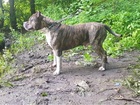 Новое изображение Вязка собак Кобель для вязки, Американский Стаффордширский терьер, 76462444 в Москве
