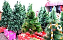 Новогодние живые елки, сосны, искусственные елки оптом