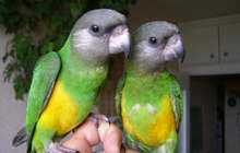 Сенегальские попугаи от заводчика