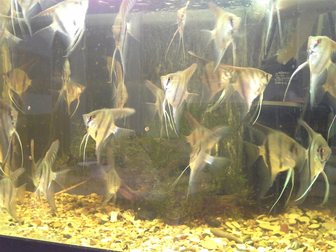 Смотреть фото Аквариумные рыбки Скалярии перуанский альтум 33044355 в Москве