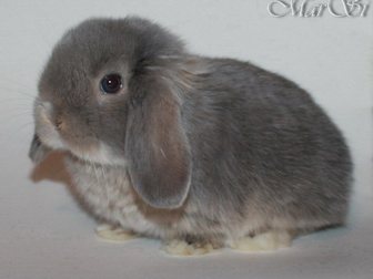 Увидеть изображение Грызуны Мини крольчата, цветные и вислоухие продажа 33614163 в Москве