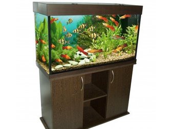Просмотреть фотографию  Купите аквариум! Насладитесь океаном у себя дома! 34424568 в Москве