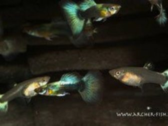 Просмотреть фотографию Аквариумные рыбки аквариумные рыбки в дар 34944119 в Москве
