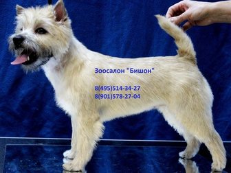 Просмотреть foto Стрижка собак Стрижка и тримминг собак, Зоосалон Бишон, 35001775 в Москве