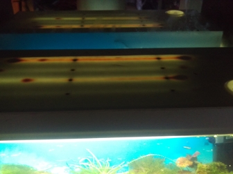 Скачать foto Аквариумы продам аквариум 100 литров цена договарная звоните 40562925 в Москве