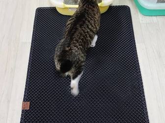 Скачать бесплатно фото  Товары для кошек: манеж для котят и коврик под туалет 53834979 в Москве