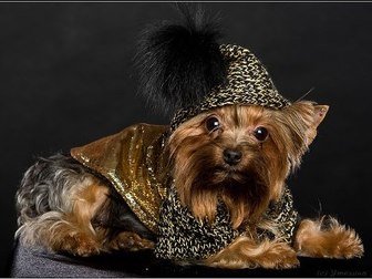 Свежее изображение  Одежда для собак от URBAN DOGS по низким ценам 68337983 в Москве