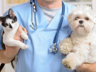 Уникальное foto  Ветеринарные услуги для кошек и собак 71309768 в Москве