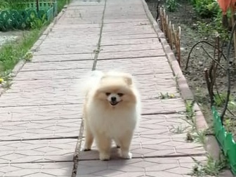 Увидеть фото Вязка собак Кобель померанского шпица-мини 83356022 в Москве