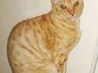 Просмотреть изображение Потерянные Потерялась кошка 33186483 в Мурманске