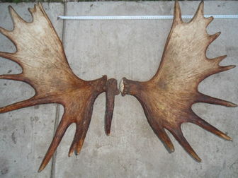 Скачать бесплатно изображение  Рога лося и оленя, 34489652 в Мурманске