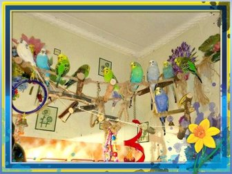 Уникальное фотографию  Волнистые попугаи(бронь на птенцов) 34066943 в Мытищи