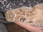 Скачать foto Вязка Шотландский кот вислоух 38777584 в Набережных Челнах